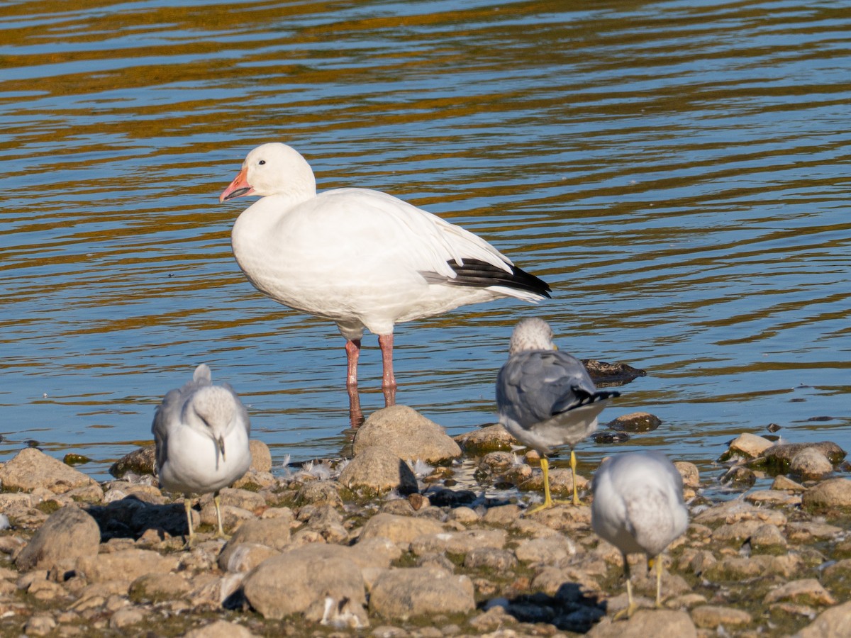 Snow Goose - ML643515217