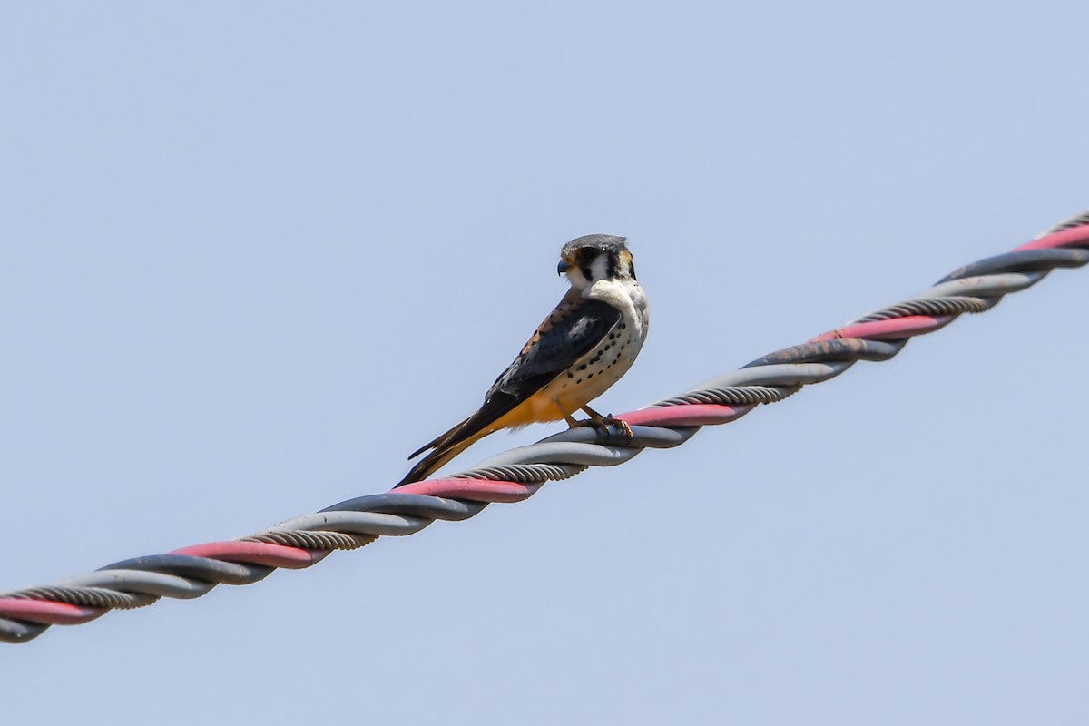 American Kestrel - ML643515224