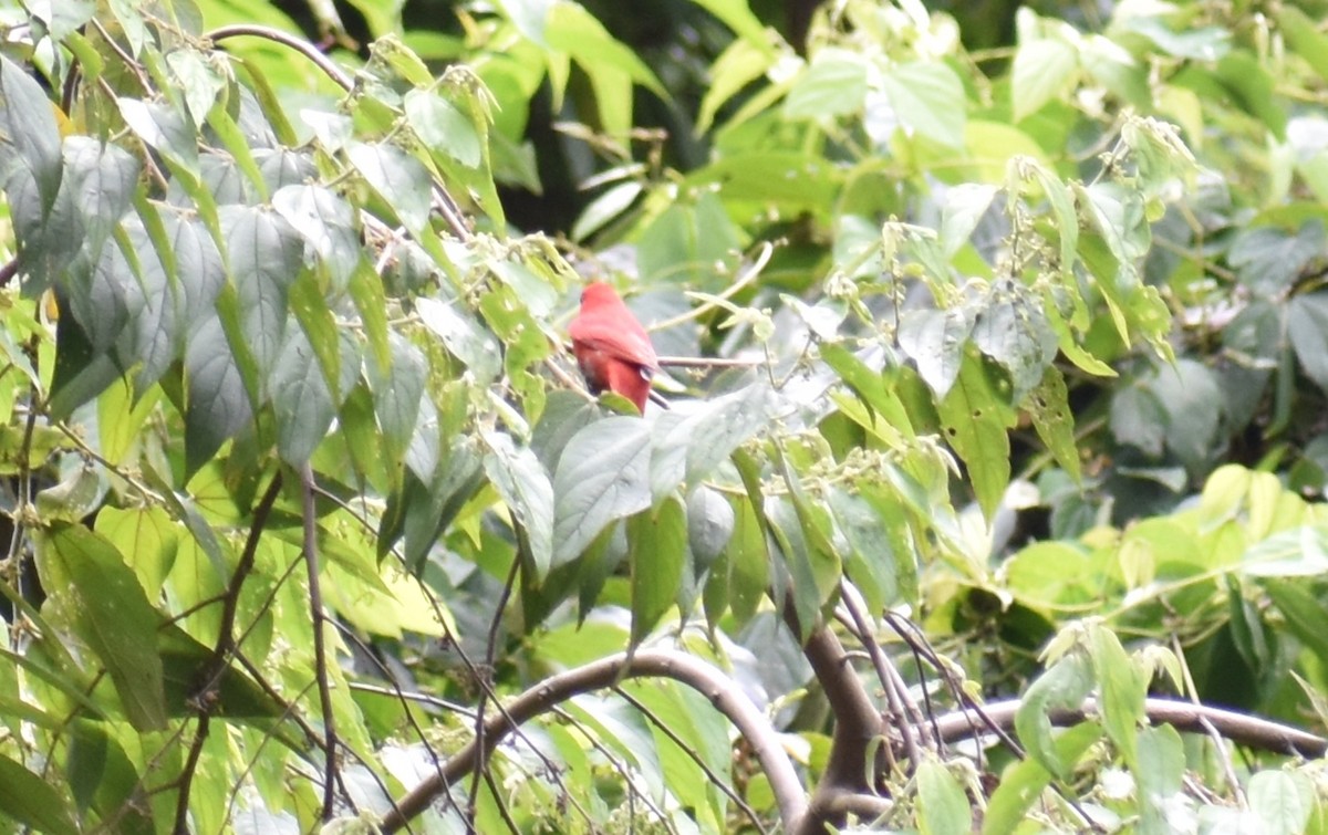 ナツフウキンチョウ - ML643515229