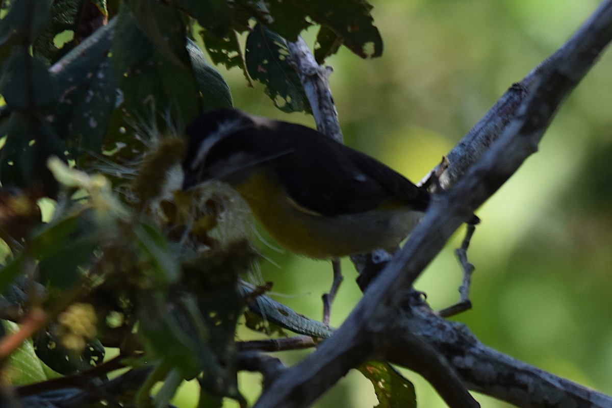 Bananaquit - ML643515239