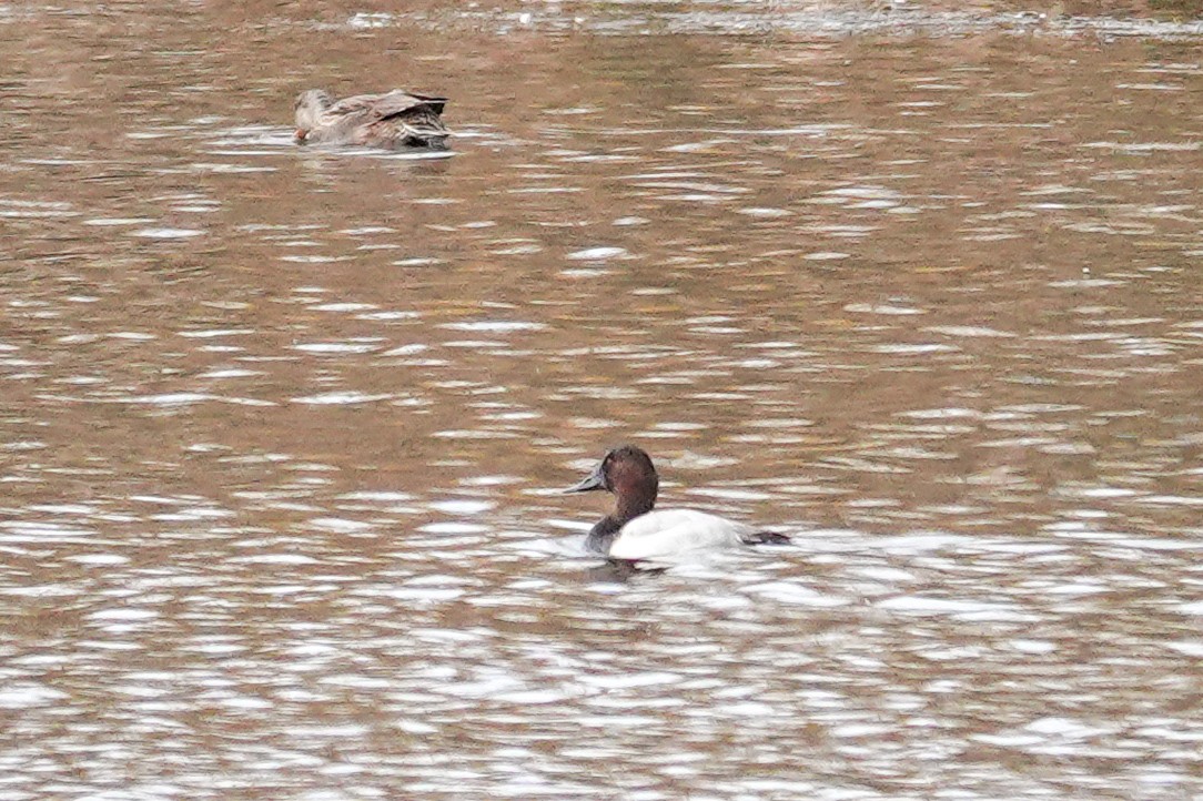 Canvasback - ML643515251