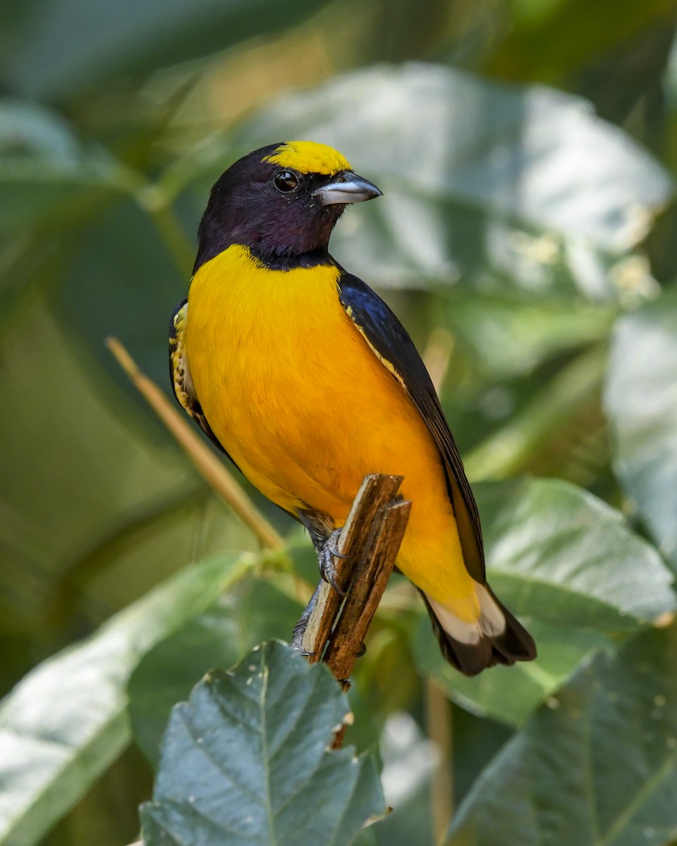 Purple-throated Euphonia - ML643515252
