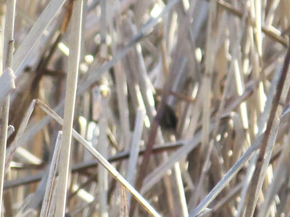 Marsh Wren - ML643515262