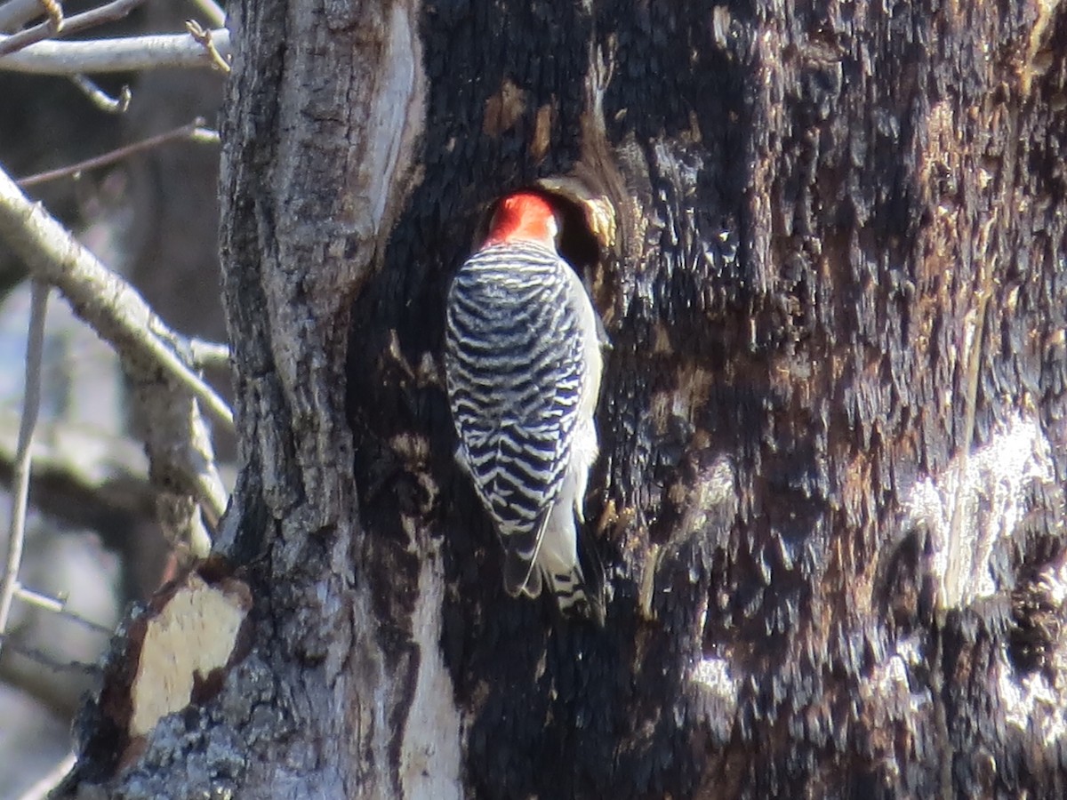 Red-bellied Woodpecker - ML643515272
