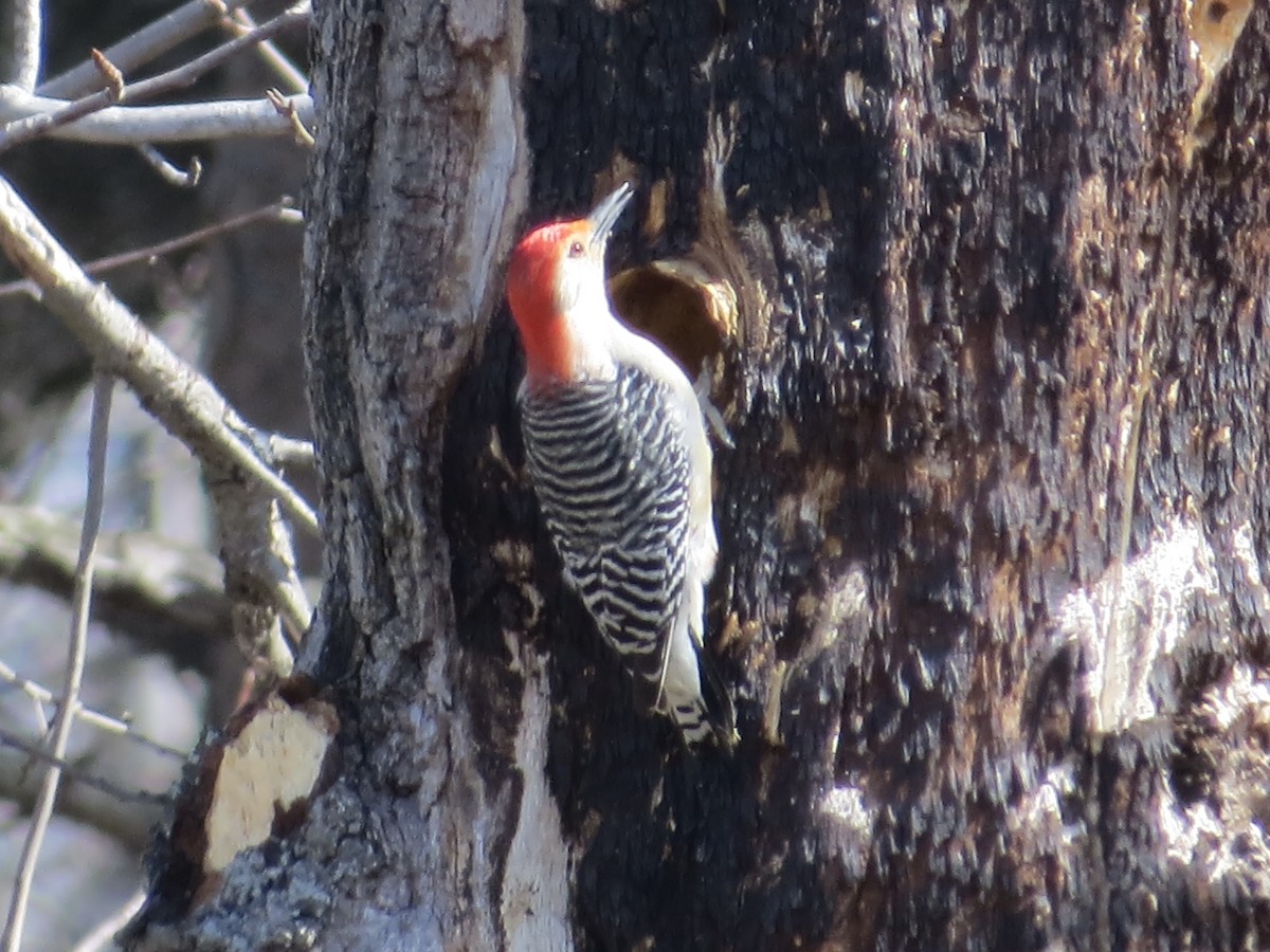 Red-bellied Woodpecker - ML643515273