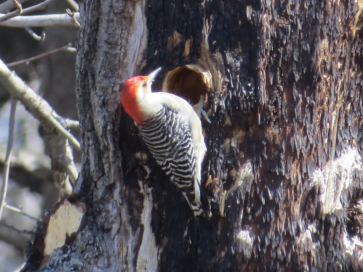 Red-bellied Woodpecker - ML643515274