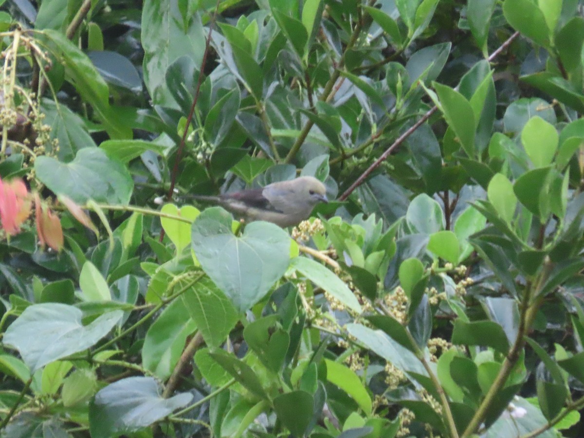 Palm Tanager - ML643515285