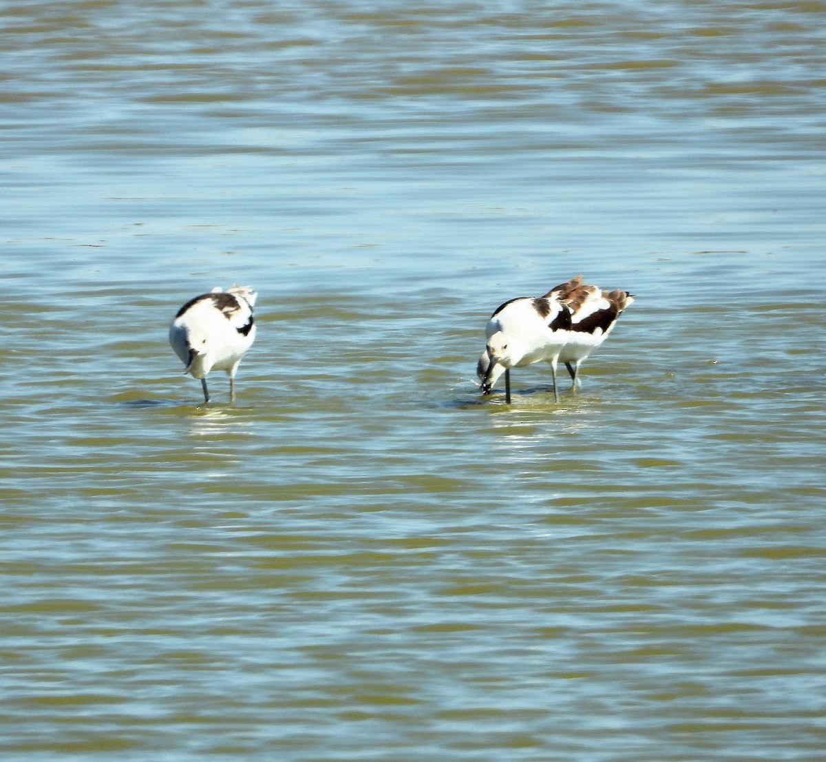 Avoceta Americana - ML643515301