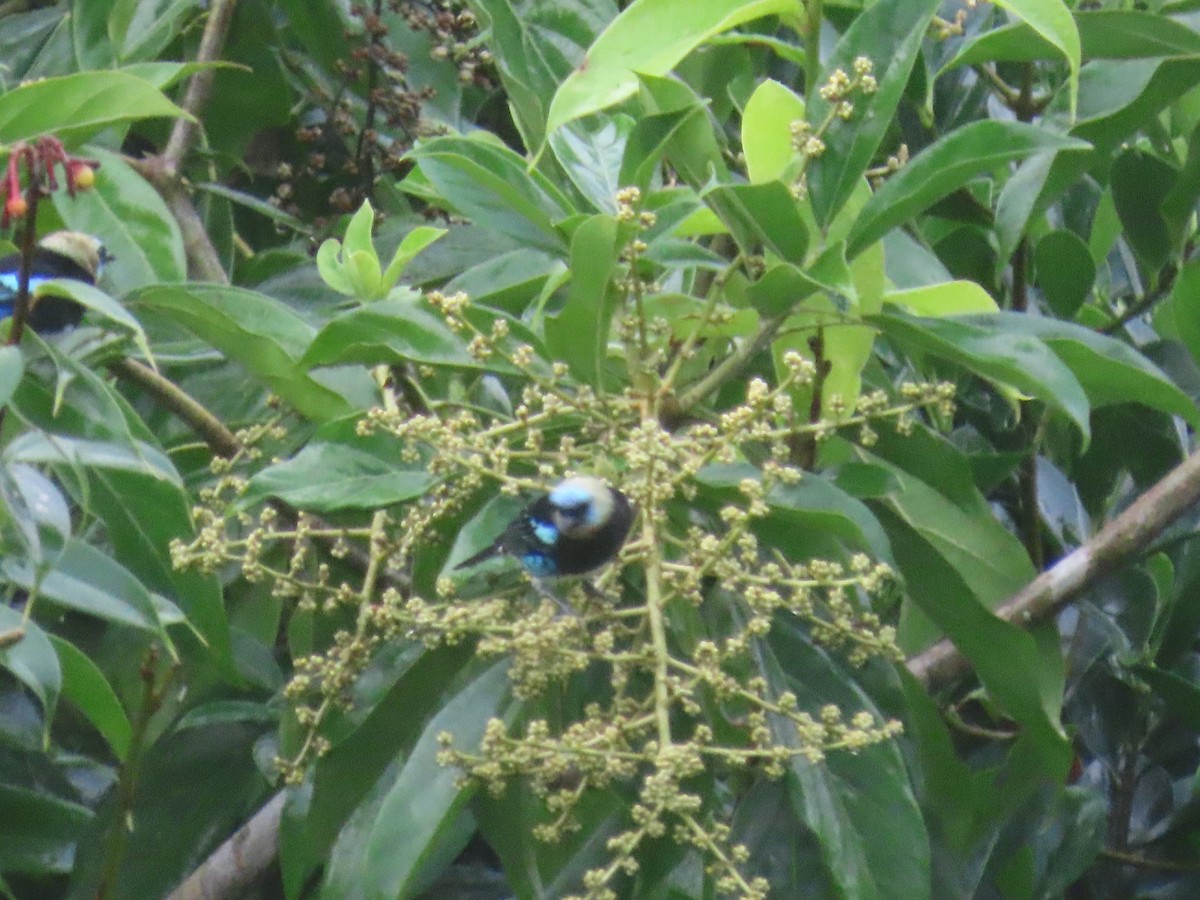 Golden-hooded Tanager - ML643515310