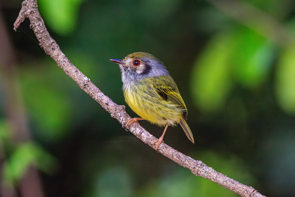 Eared Pygmy-Tyrant - ML643515346