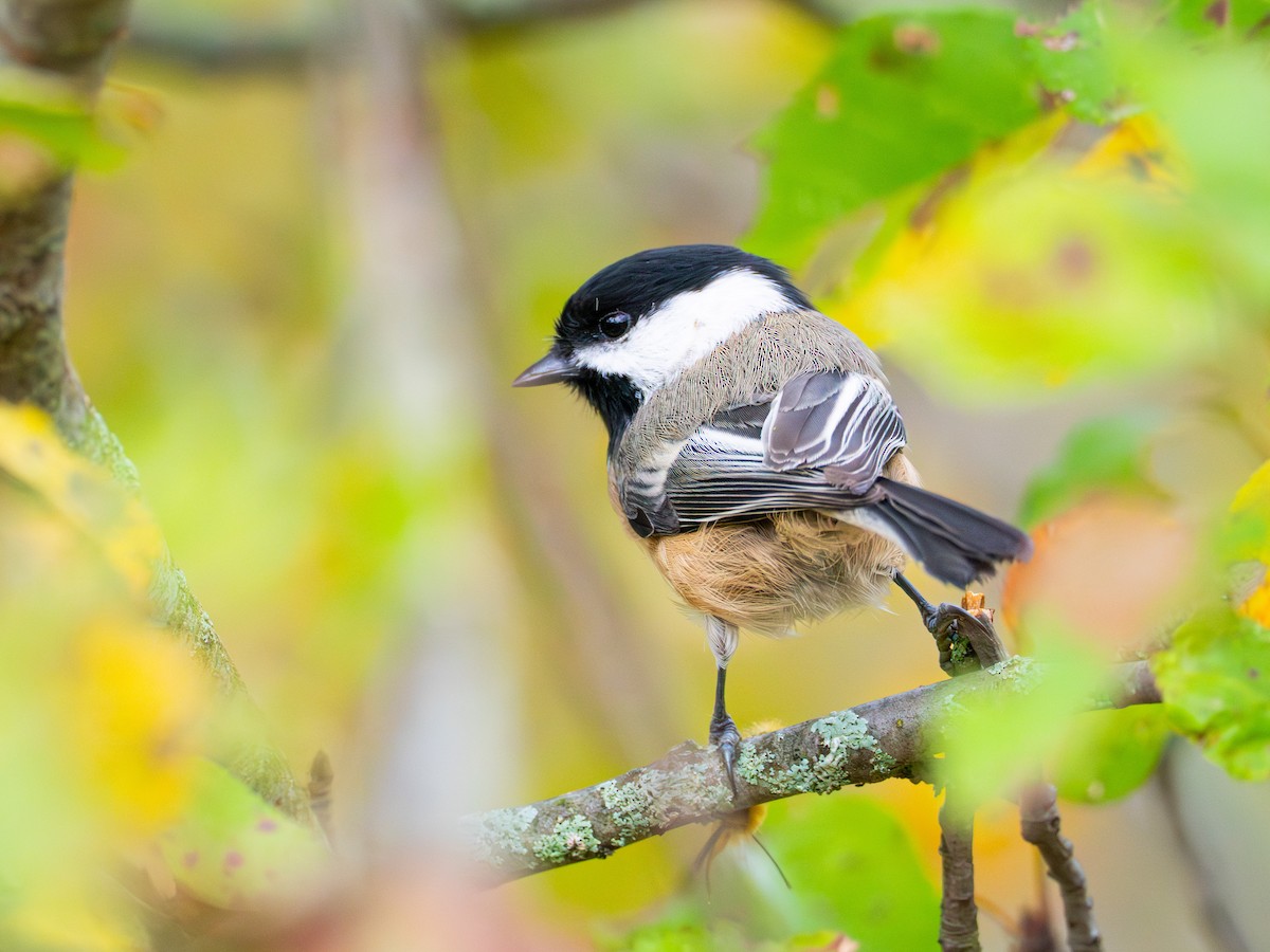 Black-capped Chickadee - ML643515363