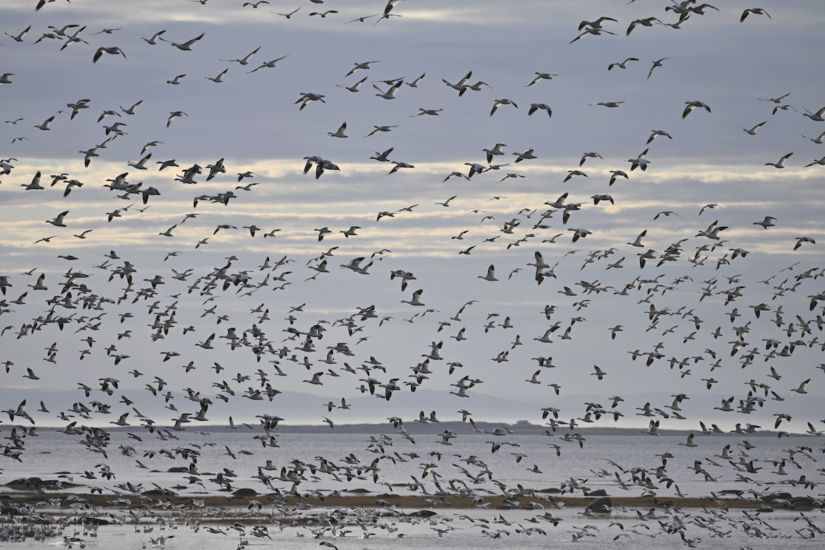 Snow Goose - ML643515365