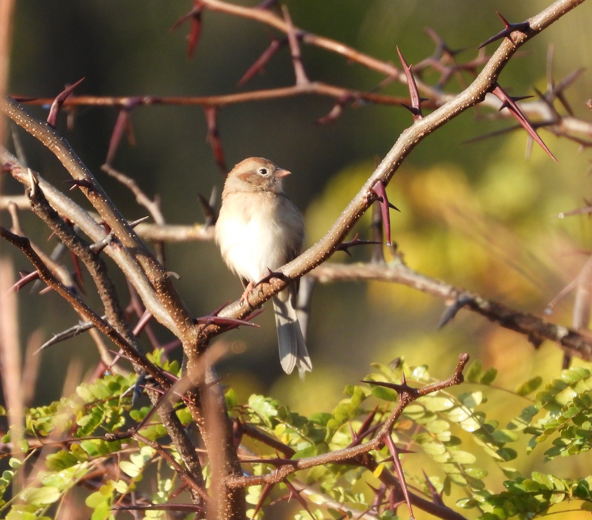 Field Sparrow - ML643515378