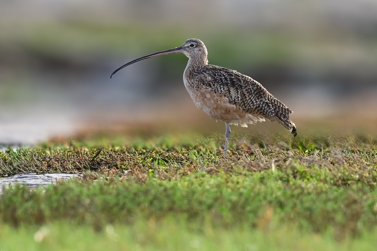 Long-billed Curlew - ML643515382