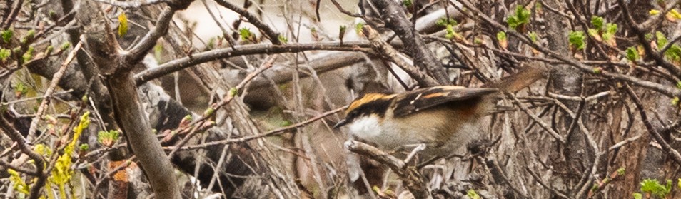 Thorn-tailed Rayadito - ML643515392