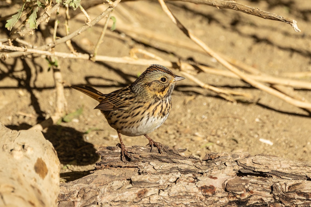 Lincoln's Sparrow - ML643515394