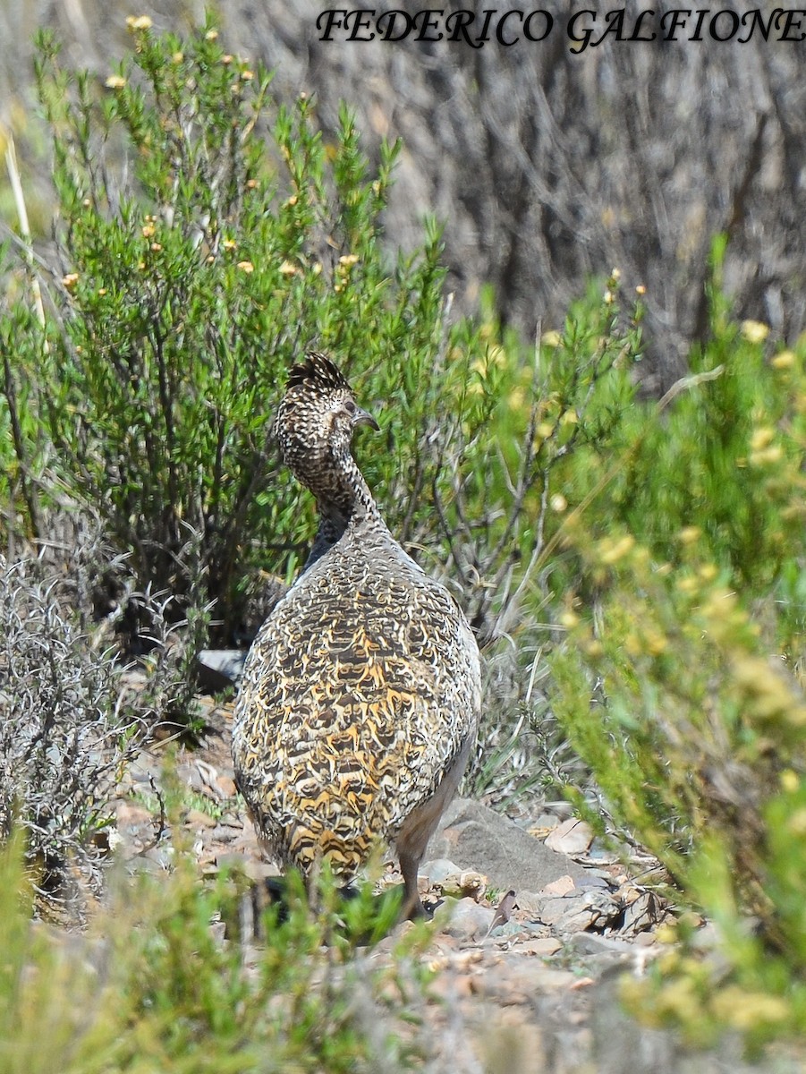 Tinamou orné - ML643515404