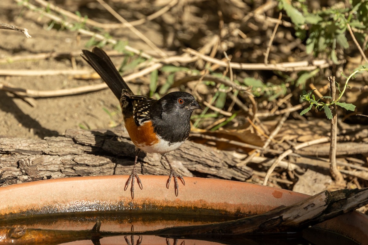Spotted Towhee - ML643515406