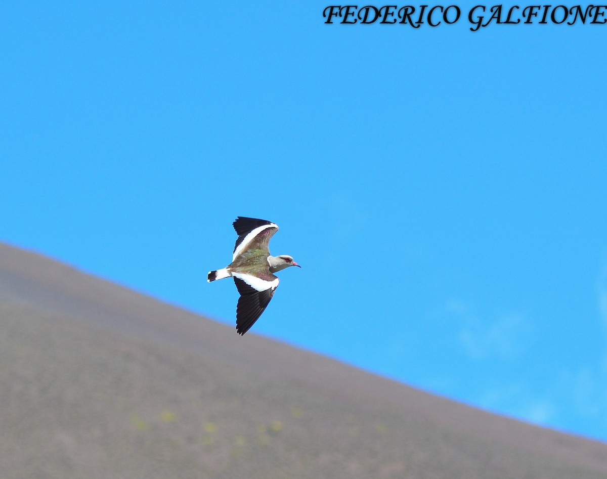 Чайка андська - ML643515411