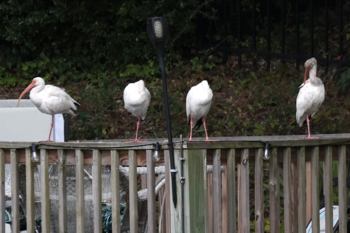 White Ibis - ML643515416