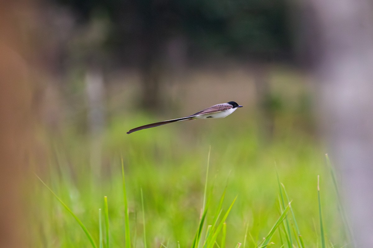 Fork-tailed Flycatcher (savana) - ML643515432