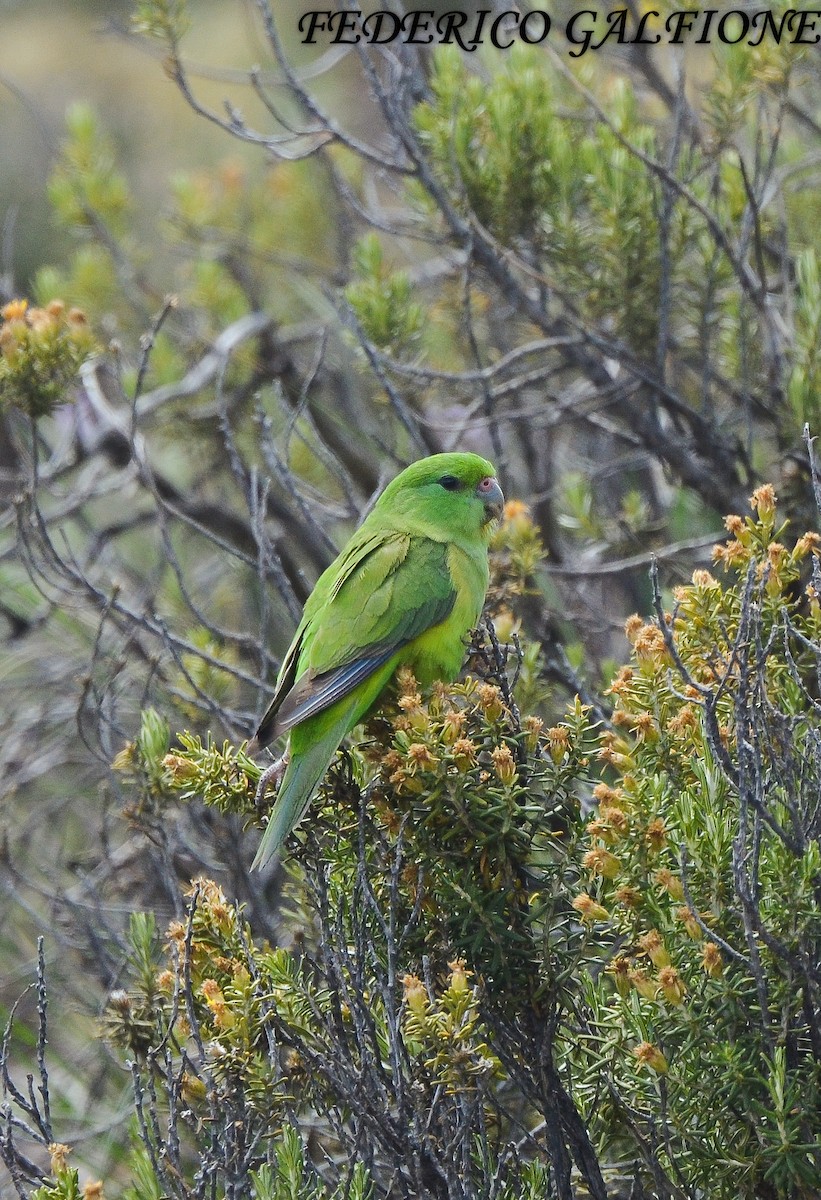 Папуга гірський - ML643515435