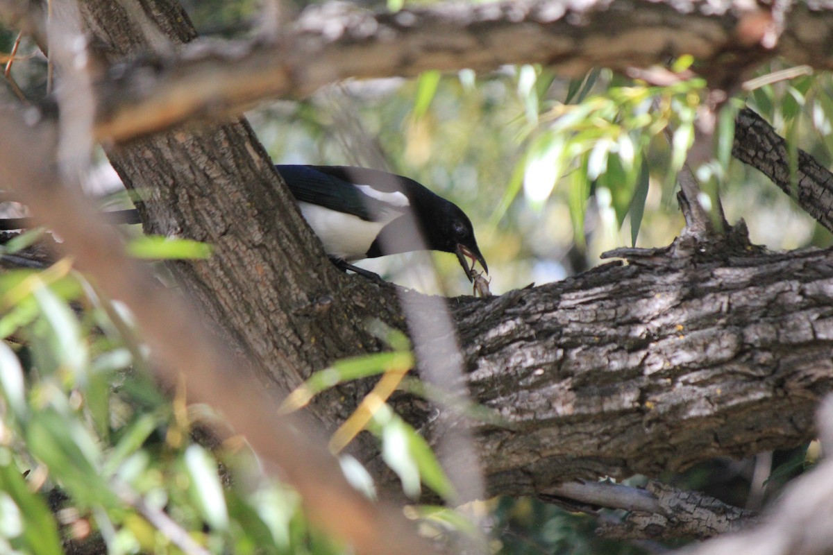 Black-billed Magpie - ML643515439