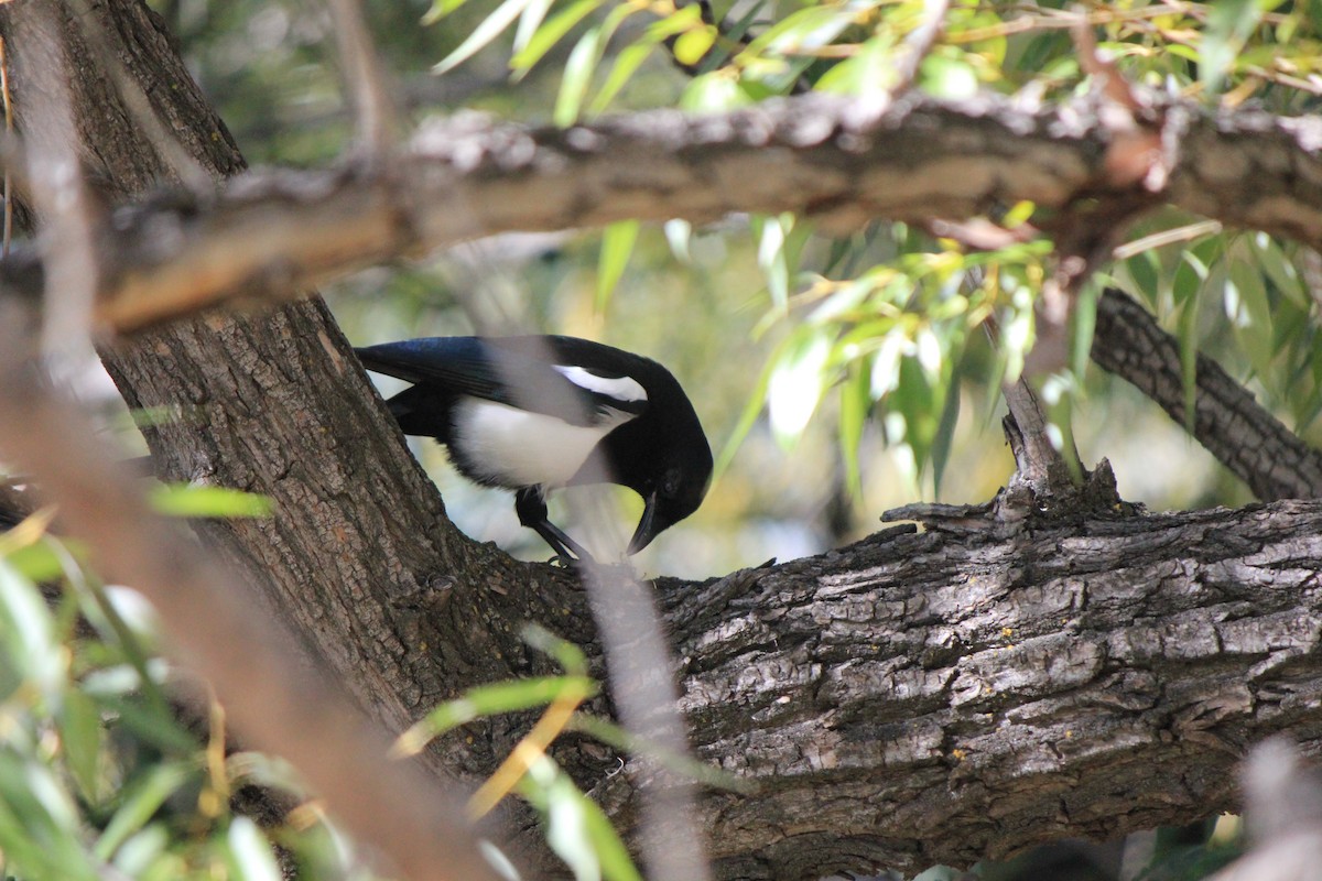 Black-billed Magpie - ML643515440