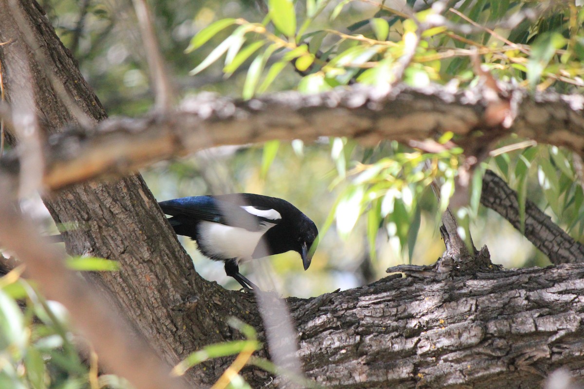 Black-billed Magpie - ML643515441