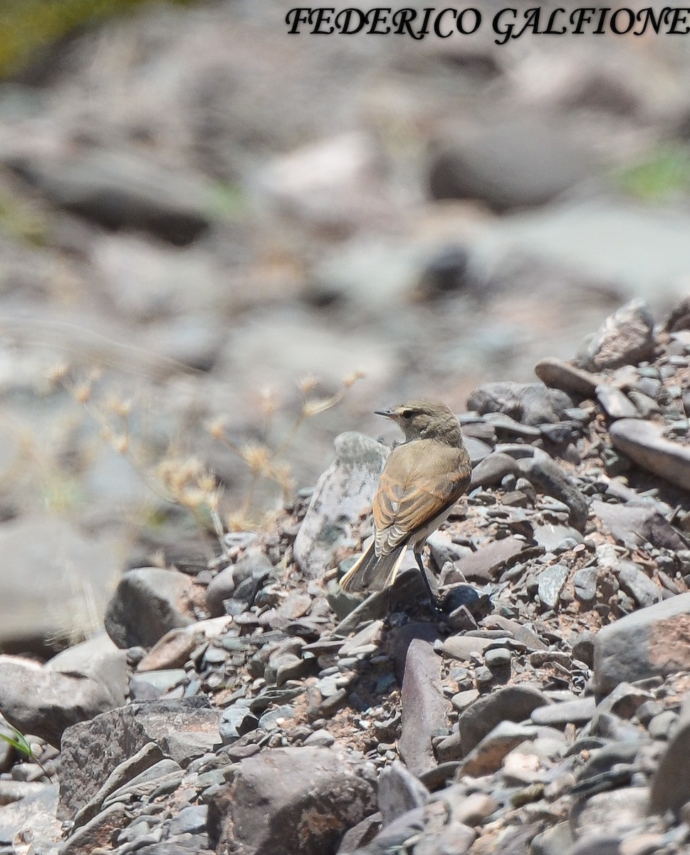 Spot-billed Ground-Tyrant - ML643515464
