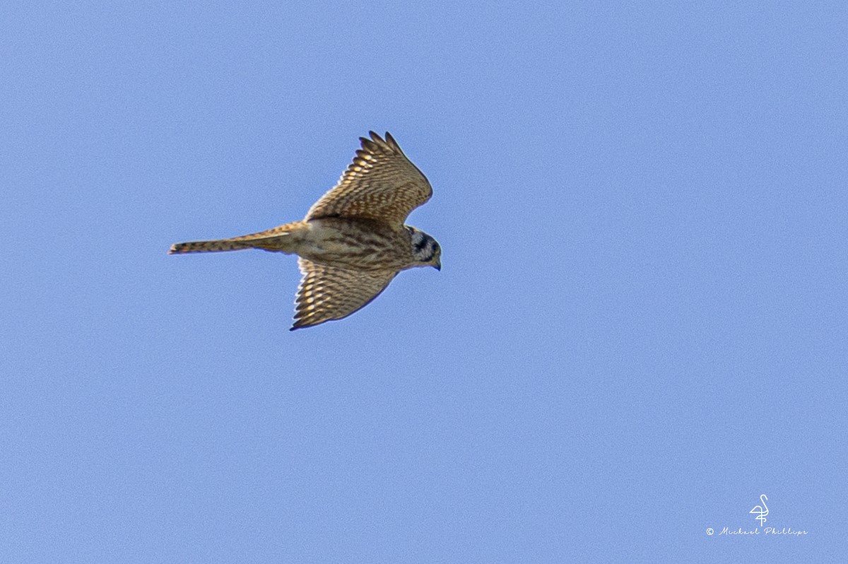 American Kestrel - ML643515471