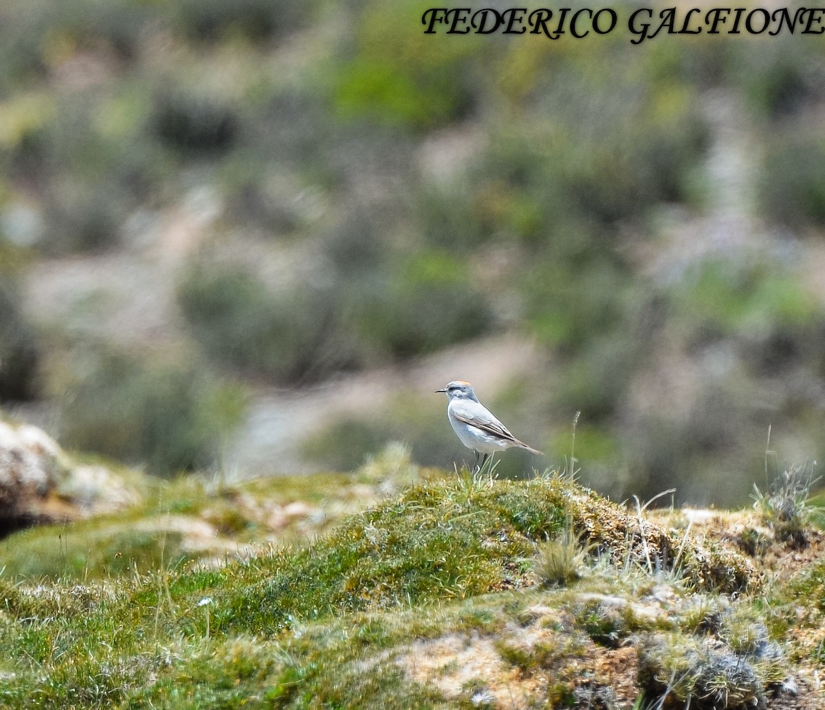 Дормілон блідий - ML643515476