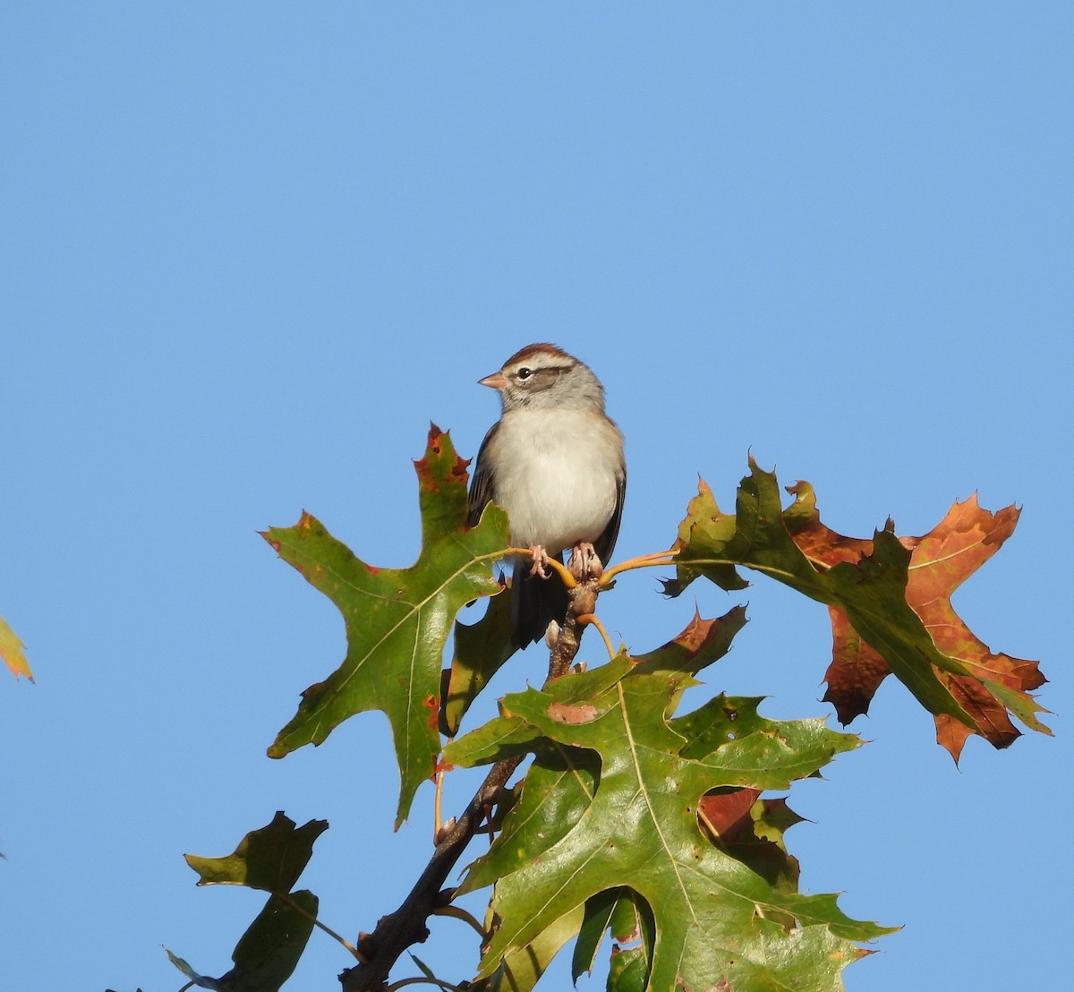 Chipping Sparrow - ML643515490
