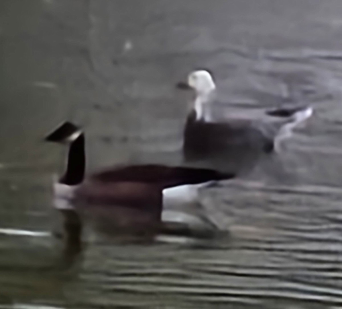 Snow Goose - ML643515493