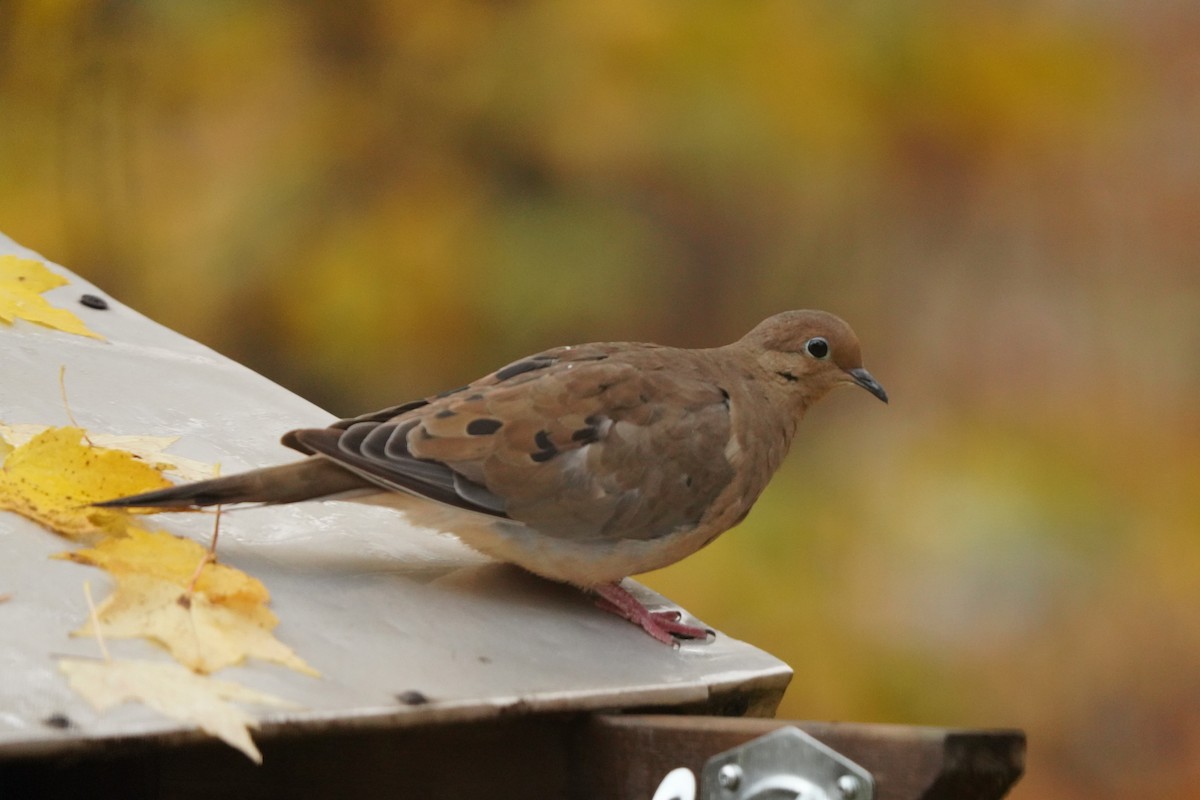Mourning Dove - ML643515502