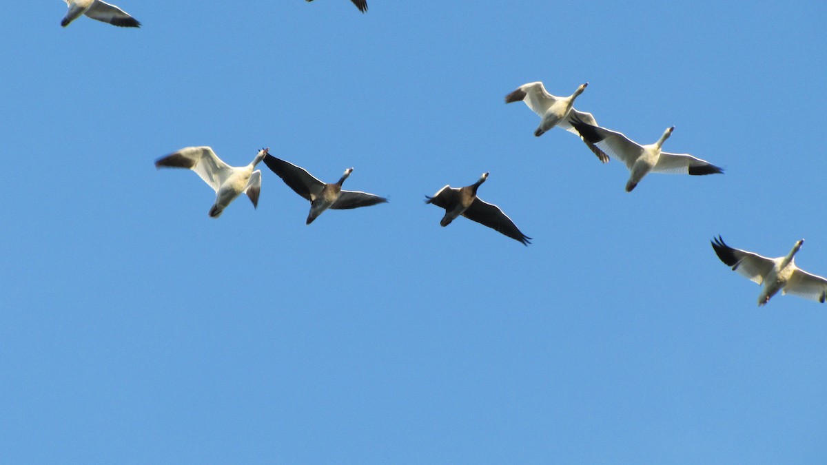 Snow Goose - ML643515511