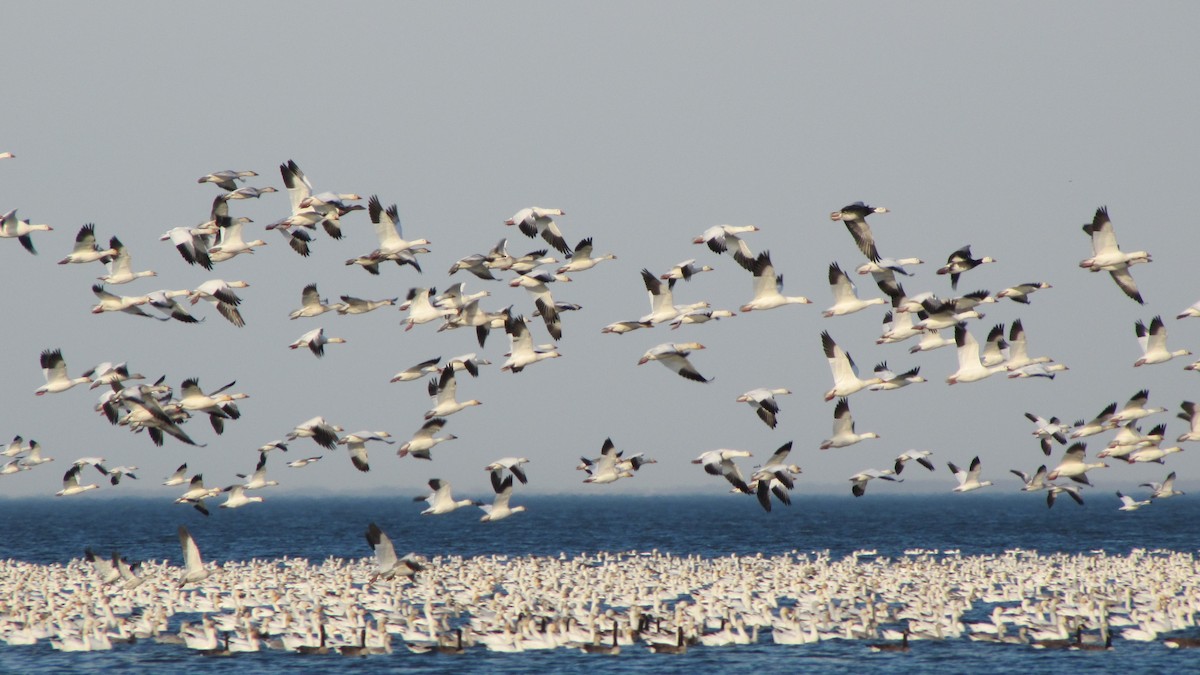 Snow Goose - ML643515513