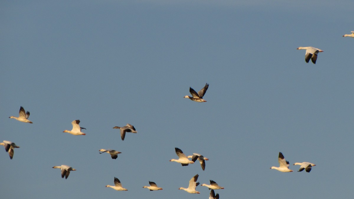 Snow Goose - ML643515514