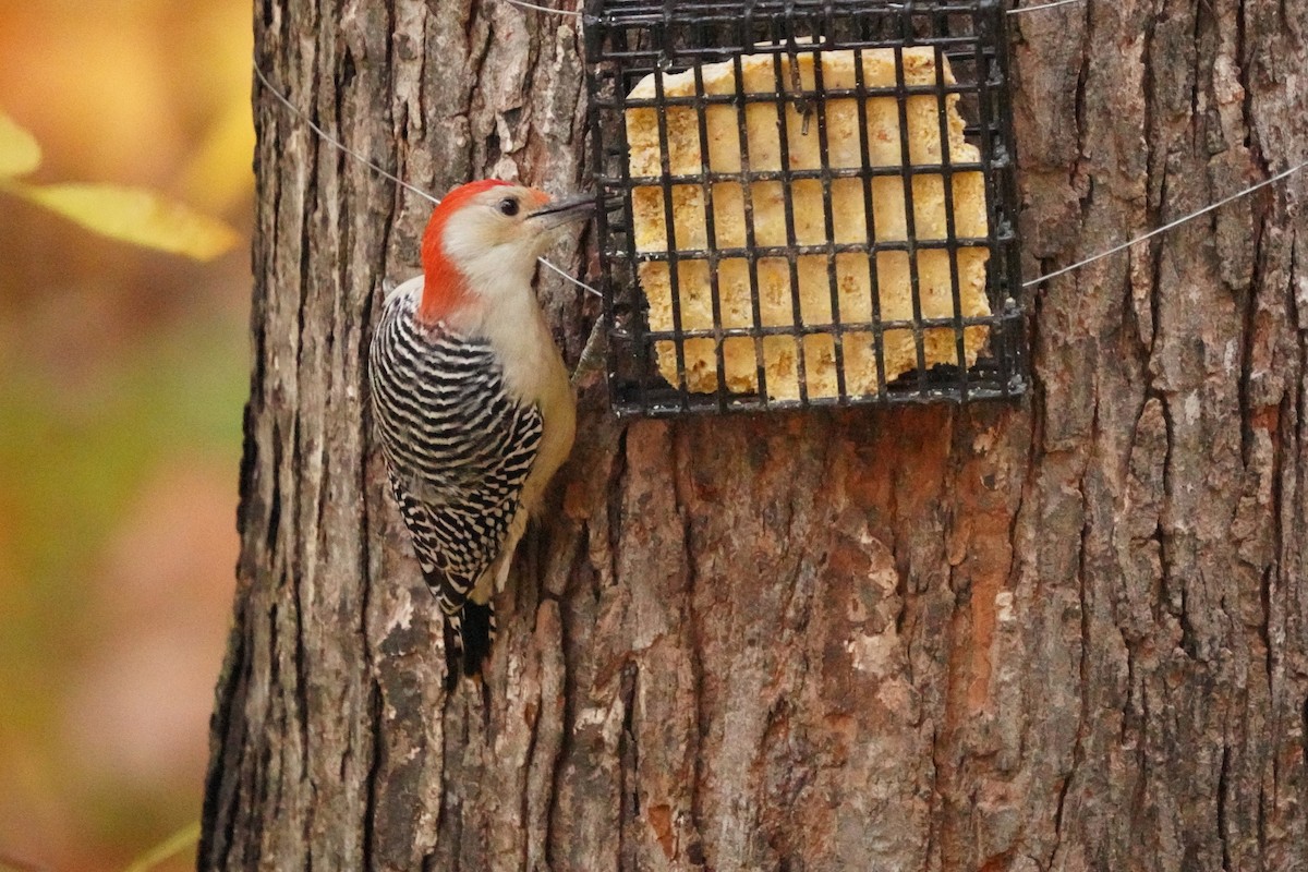 Red-bellied Woodpecker - ML643515519
