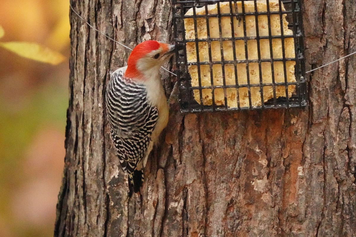 Red-bellied Woodpecker - ML643515520