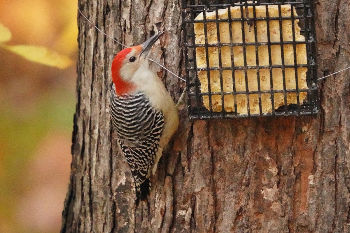 Red-bellied Woodpecker - ML643515521