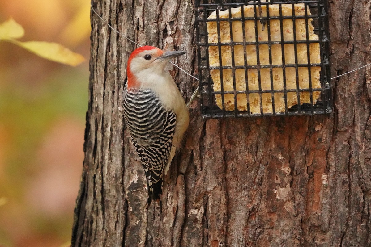 Red-bellied Woodpecker - ML643515522