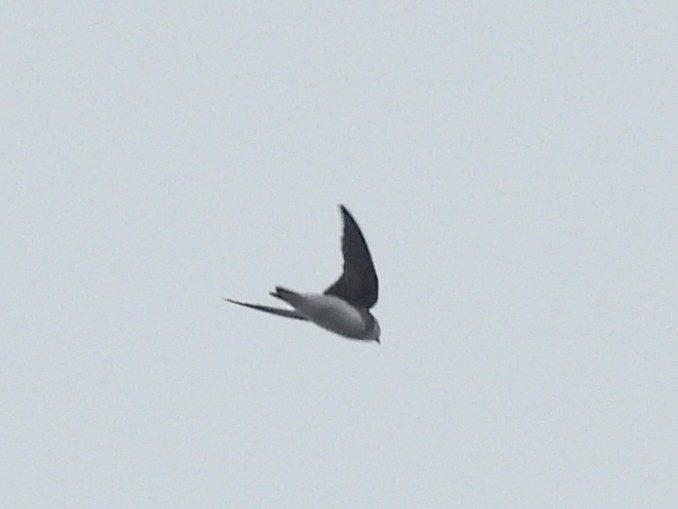 Bank Swallow - ML643515524