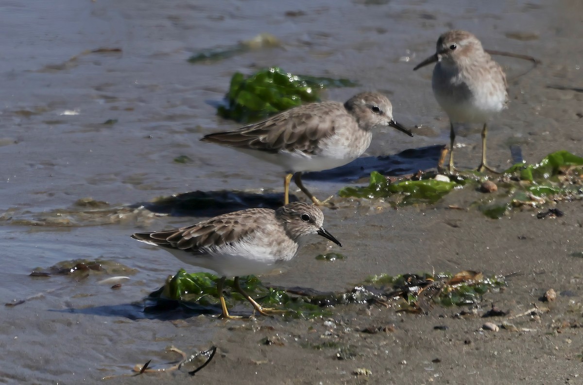 pygmésnipe - ML643515525