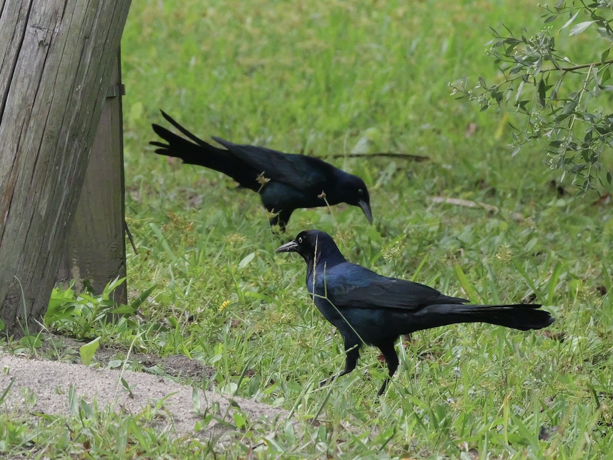 Boat-tailed Grackle - ML643515526