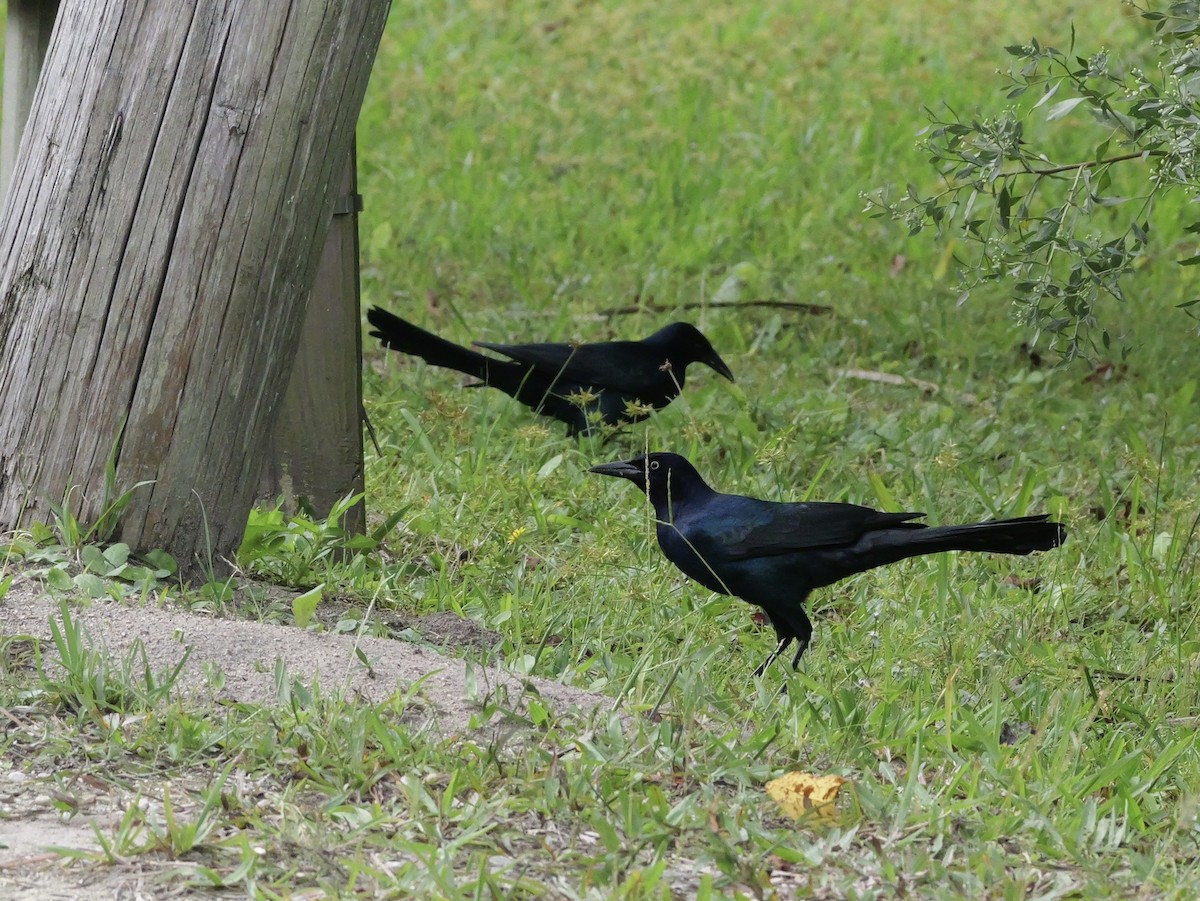 Boat-tailed Grackle - ML643515527