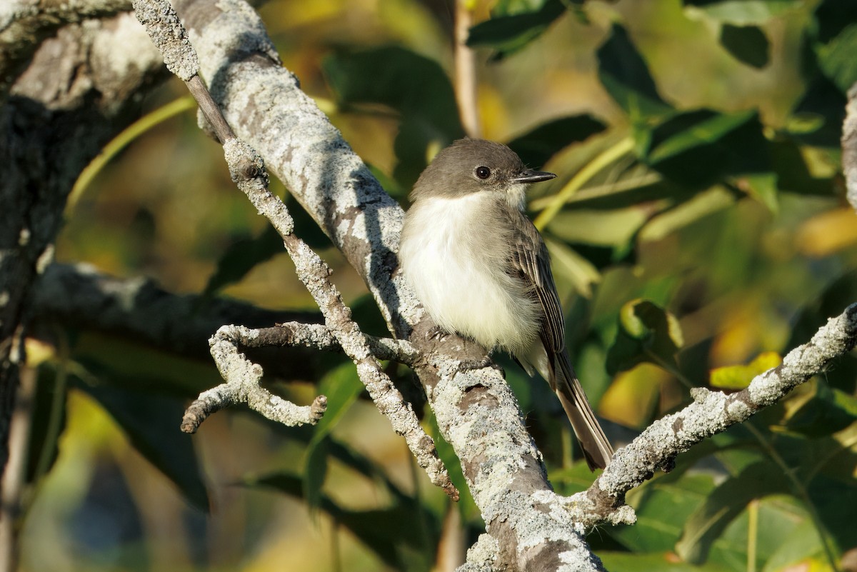 Eastern Phoebe - ML643515532
