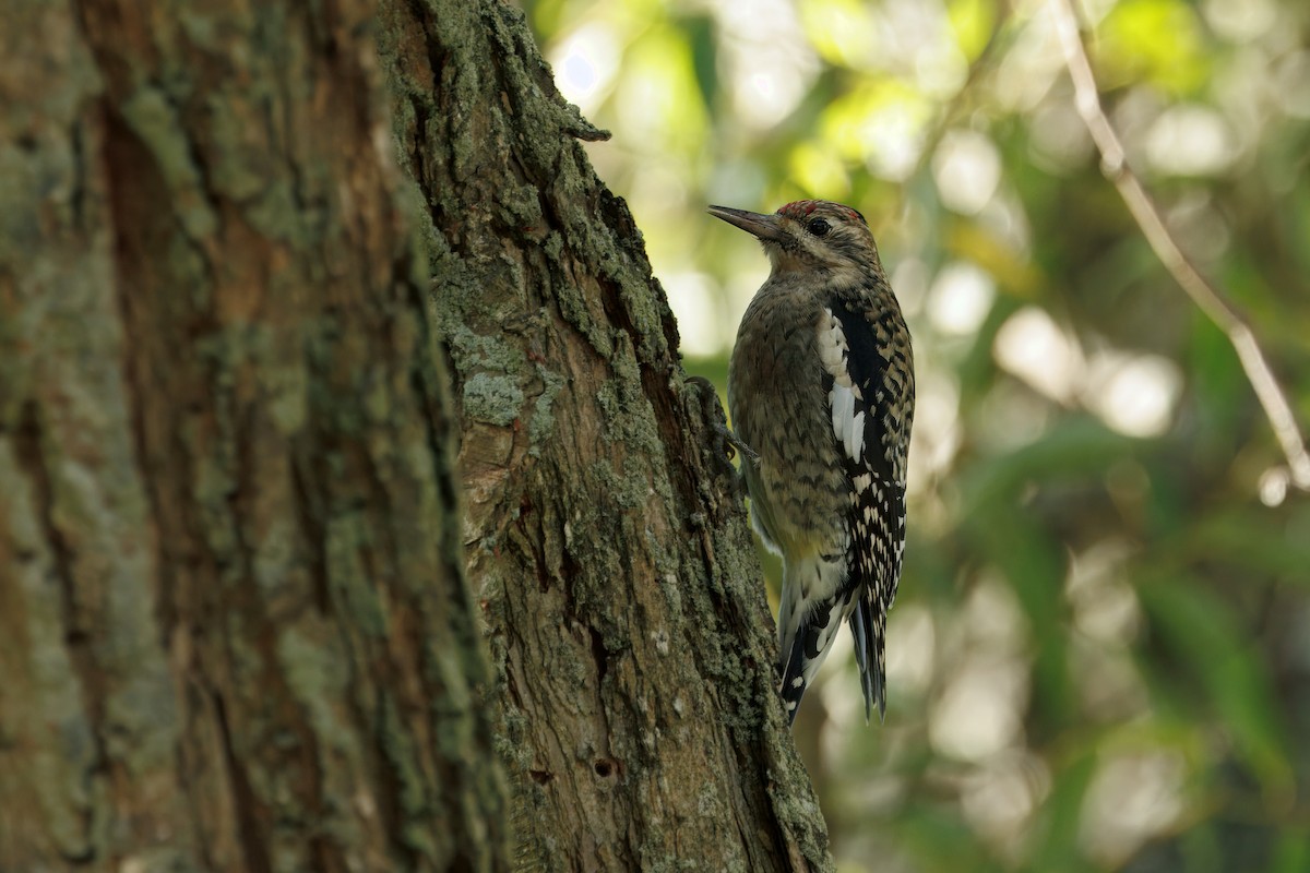 Yellow-bellied Sapsucker - ML643515542