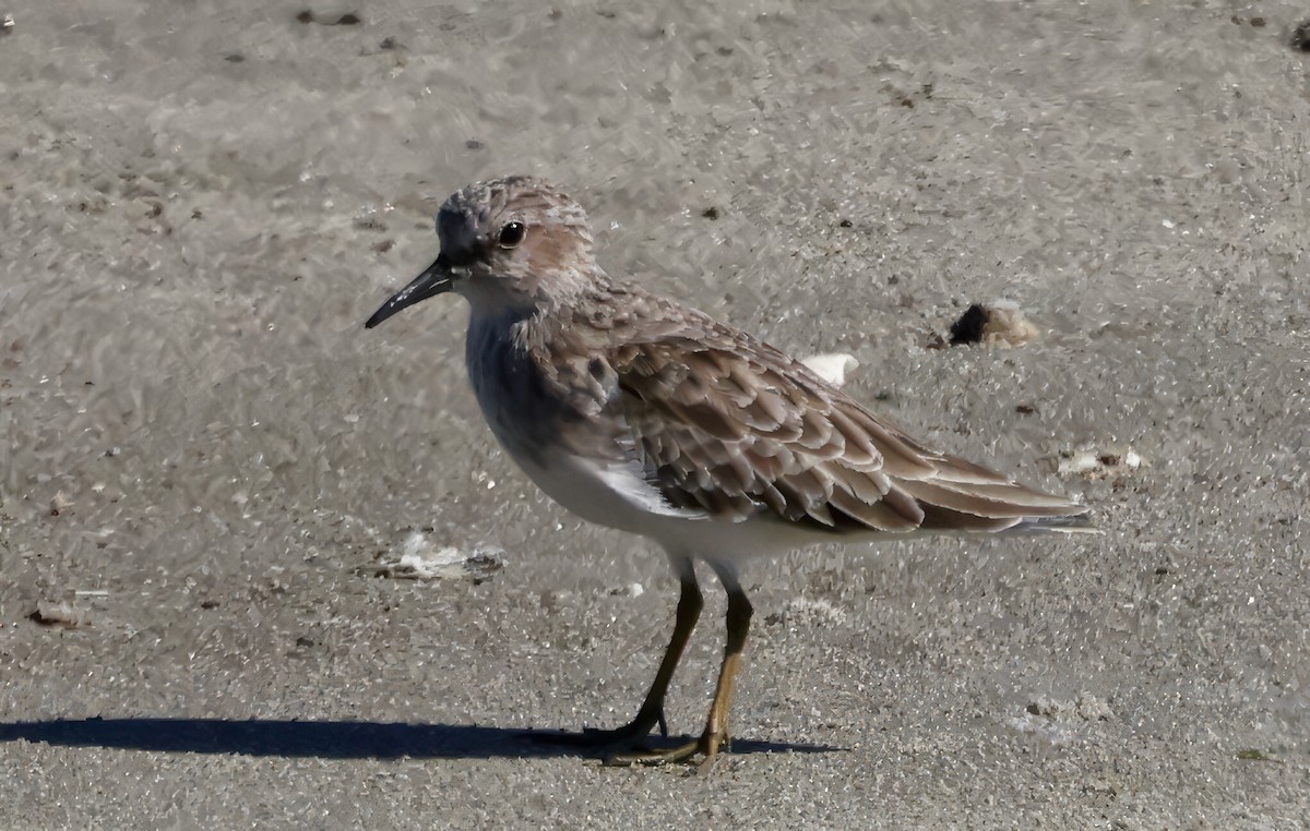 pygmésnipe - ML643515547