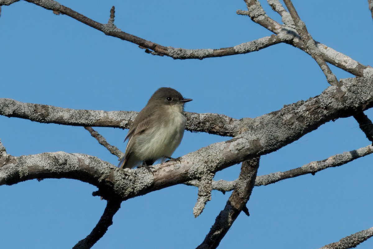 Eastern Phoebe - ML643515552